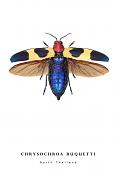 chrysochroa buquetti